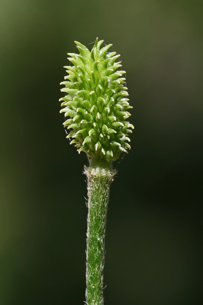 Ranunculus paludosus, Ranuncolo paludoso, Appiu burdu, Erba de arranas