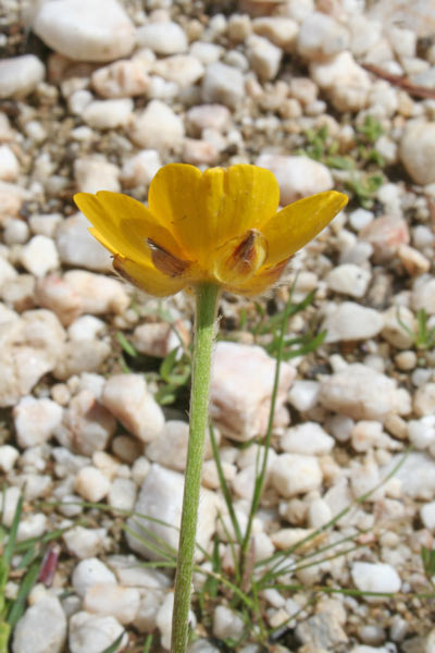 Ranunculus paludosus, Ranuncolo paludoso, Appiu burdu, Erba de arranas
