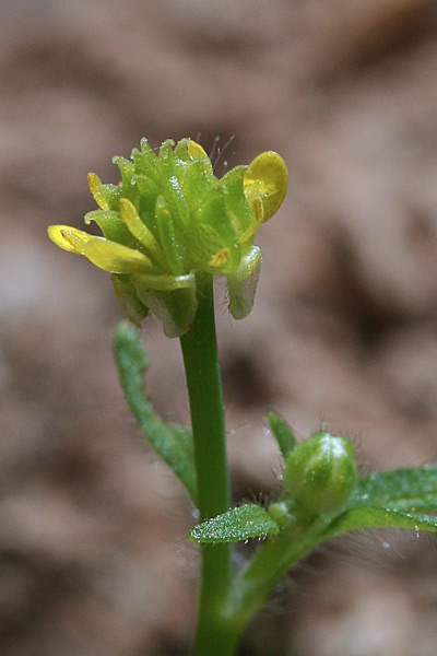 Ranunculus parviflorus, Ranuncolo pargoletto, Erba de arranas