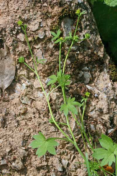 Ranunculus parviflorus, Ranuncolo pargoletto, Erba de arrànas