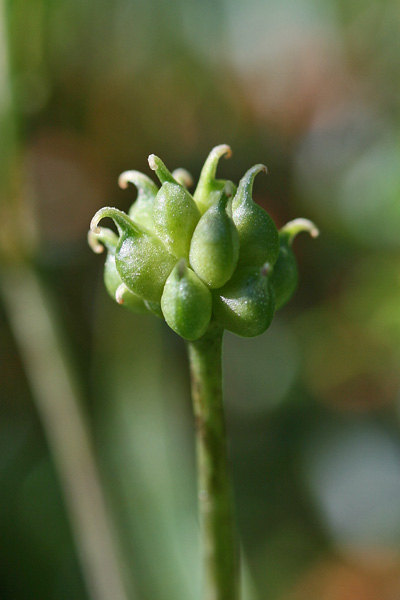 Ranunculus platanifolius, Ranuncolo a foglie di Platano