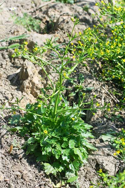 Ranunculus sceleratus, Ranuncolo di palude, Ranuncolo scellerato, Ranuncolo tossico, Sardonia, Erba sardonia, Sardonia, Sardonica