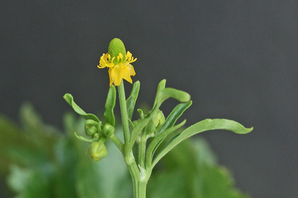 Ranunculus sceleratus, Ranuncolo di palude, Ranuncolo scellerato, Ranuncolo tossico, Sardonia, Erba sardonia, Sardonia, Sardonica