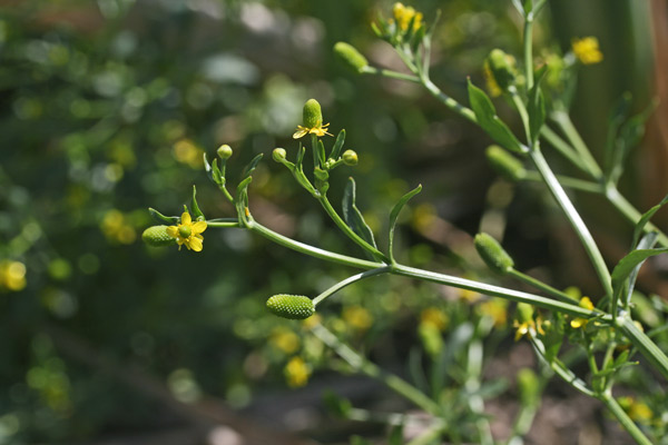 Ranunculus sceleratus, Ranuncolo di palude, Ranuncolo scellerato, Ranuncolo tossico, Sardonia, Erba sardonia, Sardonia, Sardonica