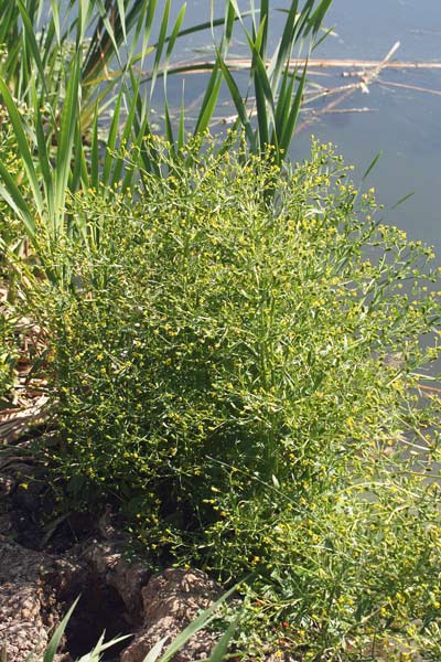 Ranunculus sceleratus, Ranuncolo di palude, Ranuncolo scellerato, Ranuncolo tossico, Sardonia, Erba sardonia, Sardonia, Sardonica