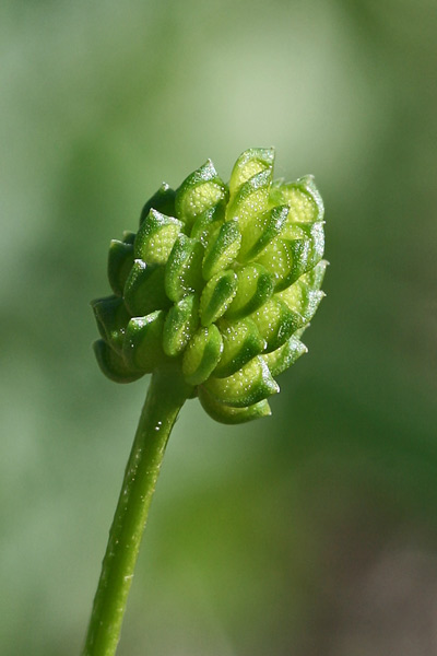 Ranunculus trilobus, Ranuncolo trilobo, Appiu burdu, Erba de arranas, Ranunculu