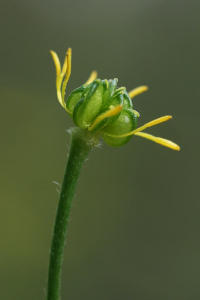 Ranunculus velutinus, Ranuncolo vellutato, Ranuncolo vellutino, Appiu burdu, Erba de arranas, Ranunculu