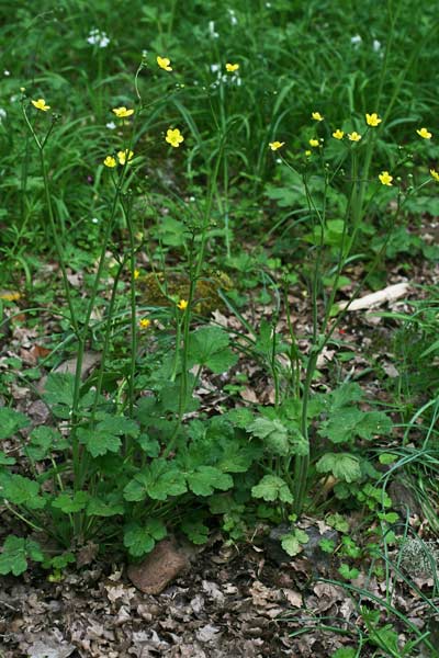 Ranunculus velutinus, Ranuncolo vellutato, Ranuncolo vellutino, Appiu burdu, Erba de arranas, Ranunculu