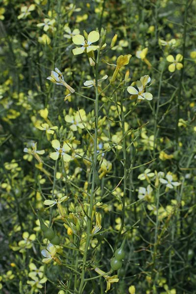 Raphanus raphanistrum subsp. landra, Ravanello selvatico