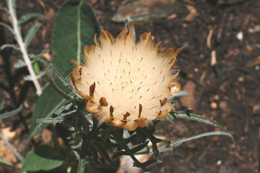 Rhaponticum coniferum, Fiordaliso ovoide, F. a pigna