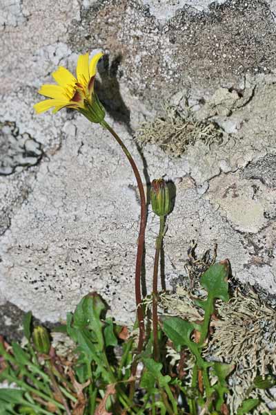 Robertia taraxacoides, Costolina appenninica