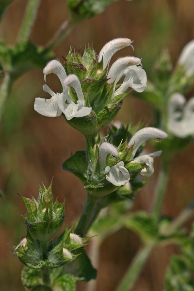 Salvia aethiopis, Salvia etiopide