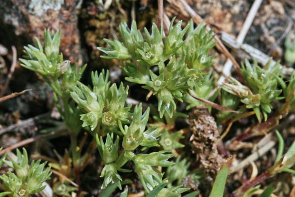 Scleranthus polycarpos, Centograni a frutti piccoli