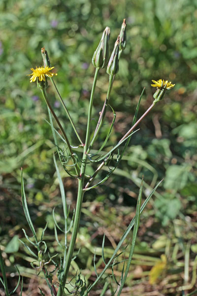 Scorzonera laciniata, Scorzonera sbrindellata, Crabiolina, Pei de caboni