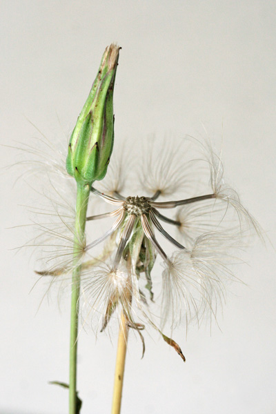 Scorzonera laciniata, Scorzonera sbrindellata, Crabiolina, Pei de caboni