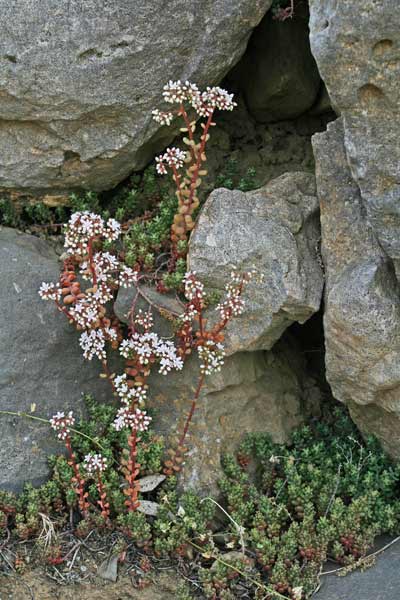 Sedum album subsp. micranthum, Borracina bianca, Axina de coloru, Erba grassa, Sempiribiu biancu