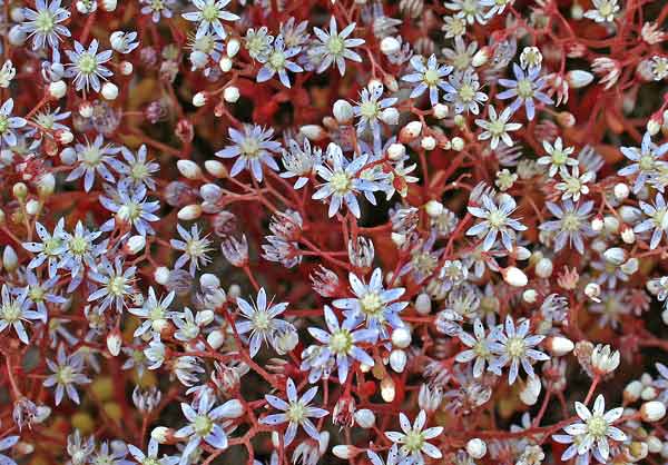 Sedum caeruleum, Borracina azzurra, Erba de margiani, Sempiribiu asulu