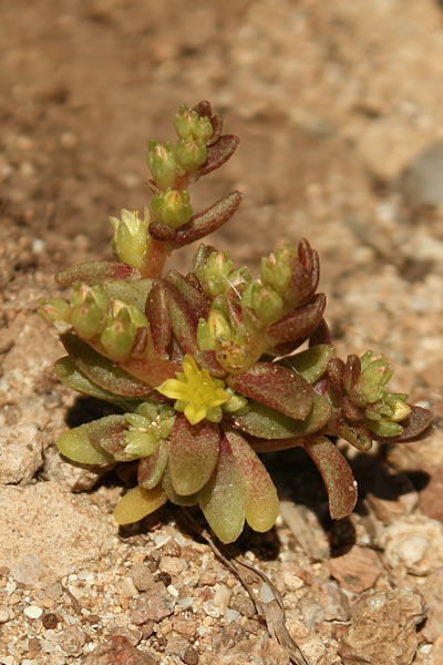 Sedum litoreum, Borracina litorale, Axia de caboru, Erba grassa