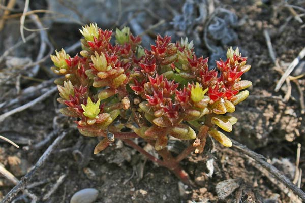 Sedum litoreum, Borracina litorale, Axia de caboru, Erba grassa