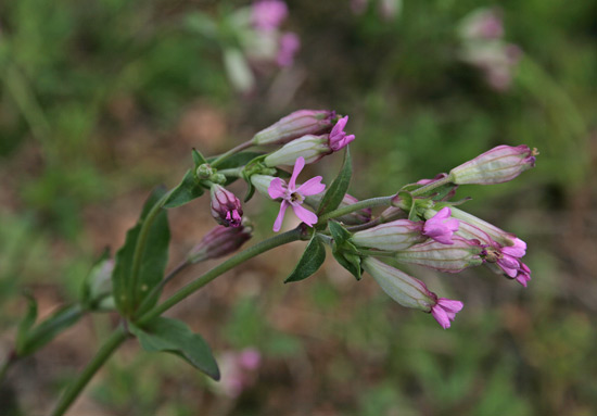 Silene diversifolia, Silene rosseggiante, Erba de zoccu, Gravelleddus