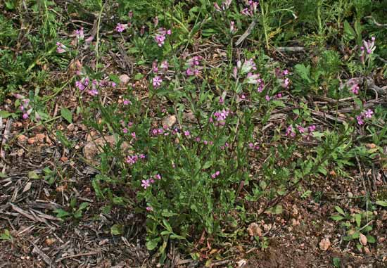 Silene diversifolia, Silene rosseggiante, Erba de zoccu, Gravelleddus