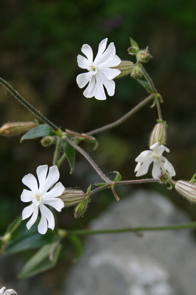 Silene latifolia, Silene bianca, Erba de zoccu, Gravelleddus