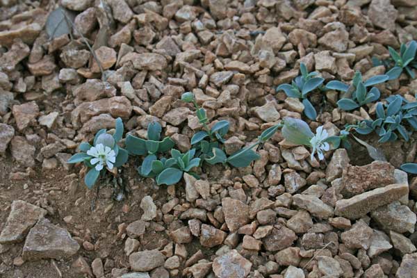 Silene vulgaris subsp. prostrata, Silene prostrata, Silene rigonfia, Strigoli, Crapicheddu, Erba de zoccu, Erba sonajola