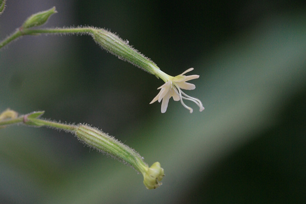 Silene viridiflora, Silene a fiori verdastri, Erba de zoccu, Gravelleddus