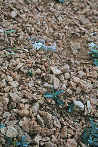 Silene vulgaris subsp. prostrata, Silene prostrata, Silene rigonfia, Strigoli, Crapicheddu, Erba de zoccu, Erba sonajola, Gravelleddus
