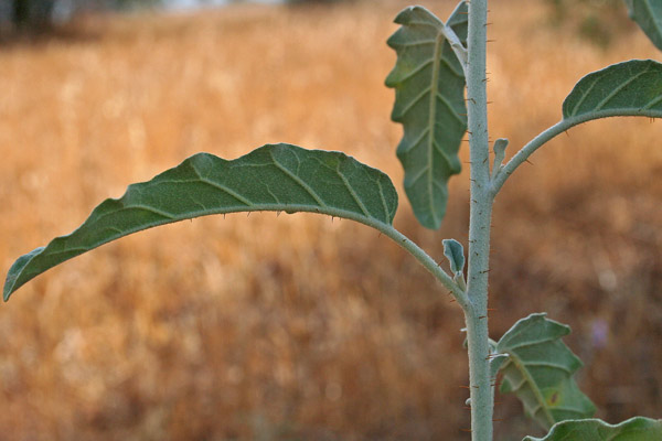 Solanum elaeagnifolium, Morella a floglie d'Eleagno