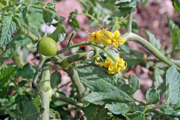 Solanum lycopersicum, Tomatica, Pomodoro, Pomata, Promàtiga, Pummata, Tamatiga, Tamata, Tomata, Tomàtiga, Tramata, Tramàtiga, Tumata
