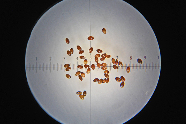 Solenopsis bivonae, Laurenzia di Bivona