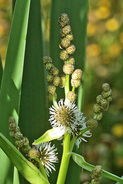 Sparganium erectum, Coltellaccio maggiore, Bura, Eiba di impagliaddi, Erba de impagliai