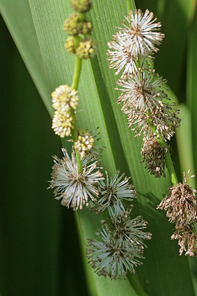 Sparganium erectum, Coltellaccio maggiore, Bura, Eiba di impagliaddi, Erba de impagliai