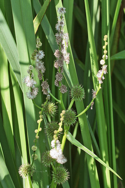 Sparganium erectum, Coltellaccio maggiore, Bura, Eiba di impagliaddi, Erba de impagliai
