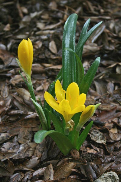 Sternbergia lutea, Zafferano giallo, Zaffaranu grogu