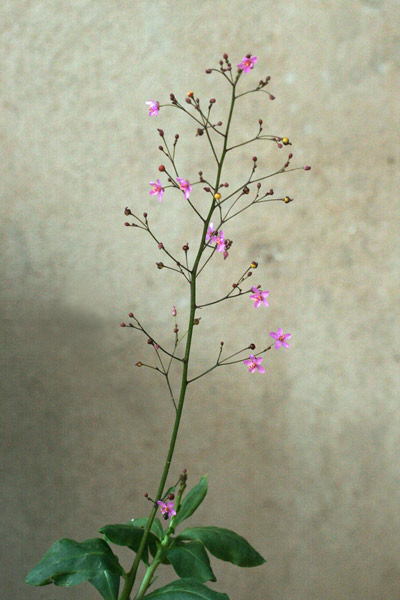 Talinum paniculatum, Talinum panicolato