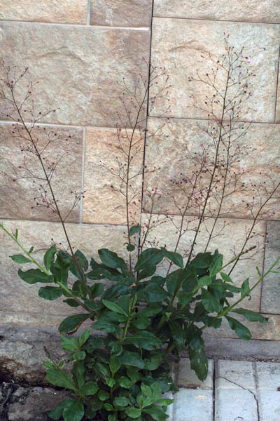 Talinum paniculatum, Talinum panicolato