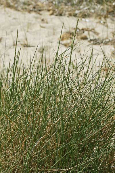 Thinopyrum junceum, Gramigna delle spiagge