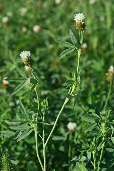 Trifolium alexandrinum, Trifoglio d'Alessandria, Travullu, Trevozu