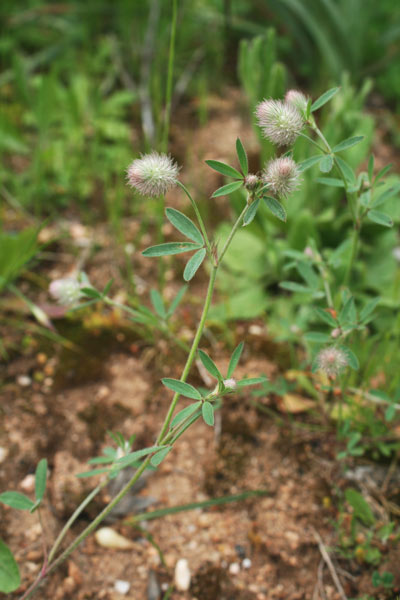 Trifolium arvense, Trifoglio arvense, Eiva de lepere, Erba de leperes, Pei de lepuri