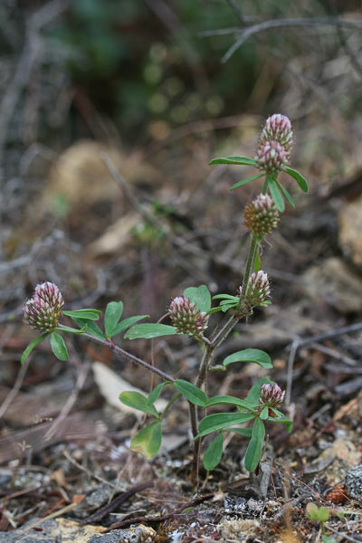 Trifolium bocconei, Trifoglio di Boccone, Travullu, Trevozu
