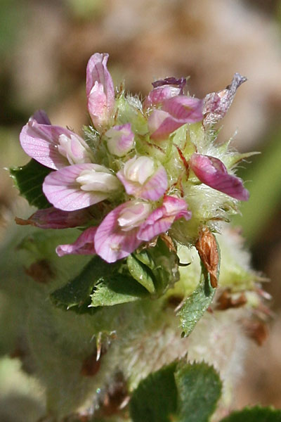 Trifolium fragiferum, Trifoglio a fragola, Trifoglio fragolino, Travullu, Trevozu