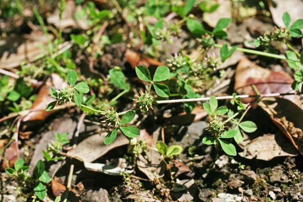Trifolium glomeratum, Trifoglio glomerato, Trivozzu, Truvullu