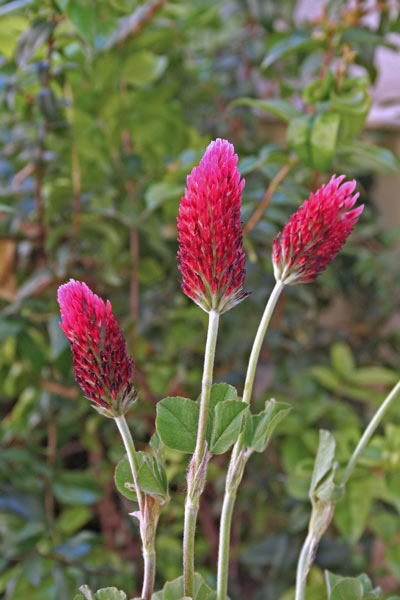 Trifolium incarnatum, Trifoglio rosso, Trifoglio incarnato, Trivozzu, Truvullu
