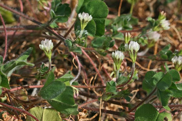 Trifolium subterraneum subsp. oxaloides, Trifoglio simile all'acetosella