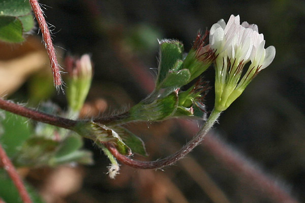 Trifolium subterraneum subsp. oxaloides, Trifoglio simile all'acetosella, Travullu a cambu longu