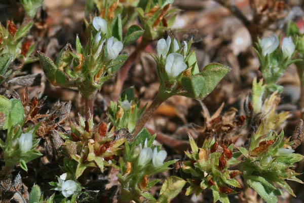 Trifolium scabrum, Trifoglio scabro, Travullu, Trevozu
