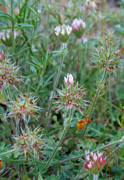 Trifolium stellatum, Trifoglio stellato, Trivozzu, Truvullu