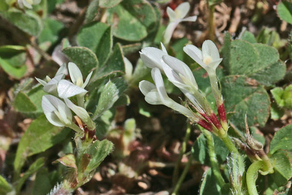 Trifolium subterraneum subsp. subterraneum, Trifoglio sotterraneo, Travullu a cambu longu